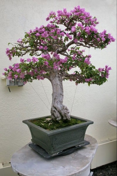 Buganvilla en flor cultivada como bonsái