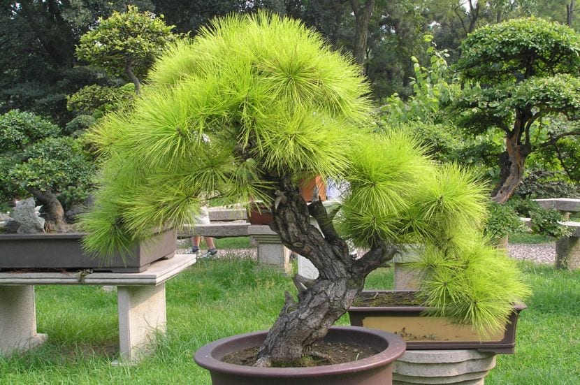 Qué plantas sirven para bonsái y cuáles no