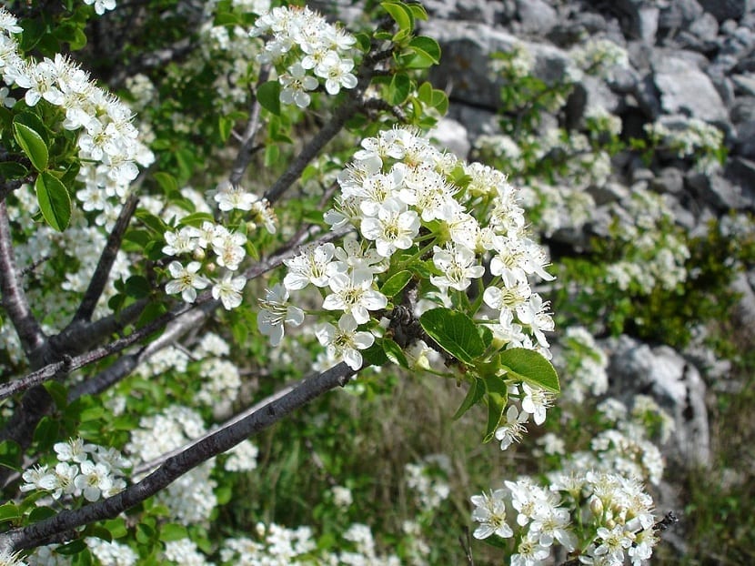 Prunus mahaleb: cultivo y cuidados del cerezo de Santa Lucía