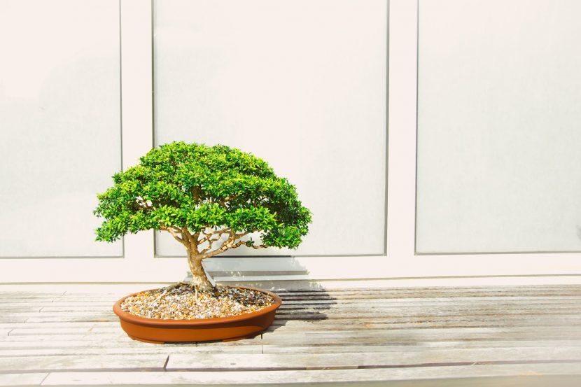 Bonsái de conífera cultivado en un sustrato con kiryuzuna