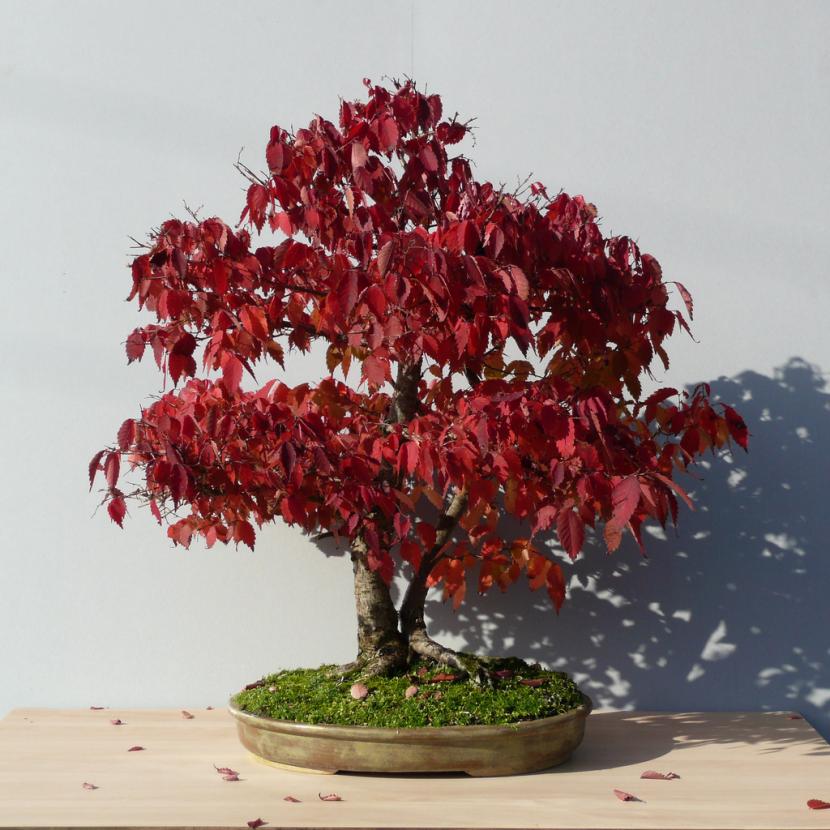 Bonsái de zelkova, especie de exterior que suele venderse como planta de interior
