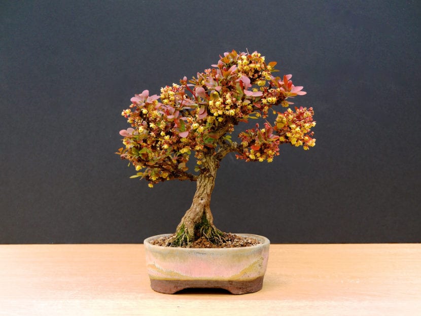 Bonsái de berberis en maceta