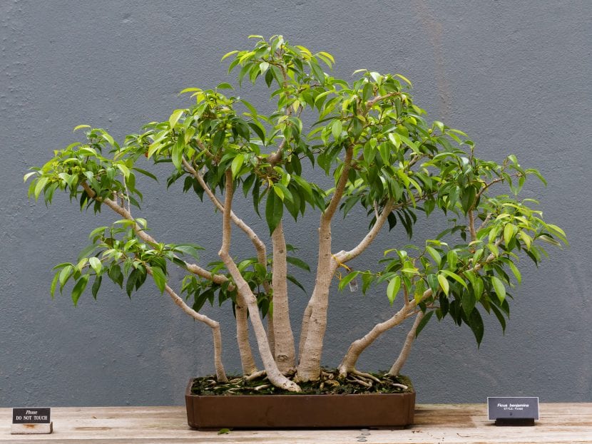 Bonsái de Ficus benjamina en interior