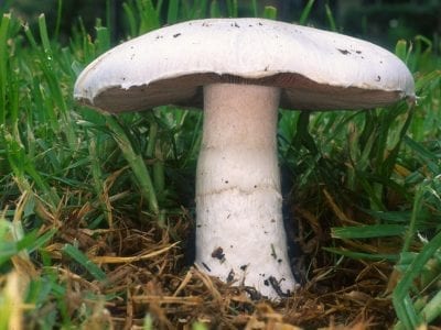 Ejemplares de Agaricus campestris en un prado