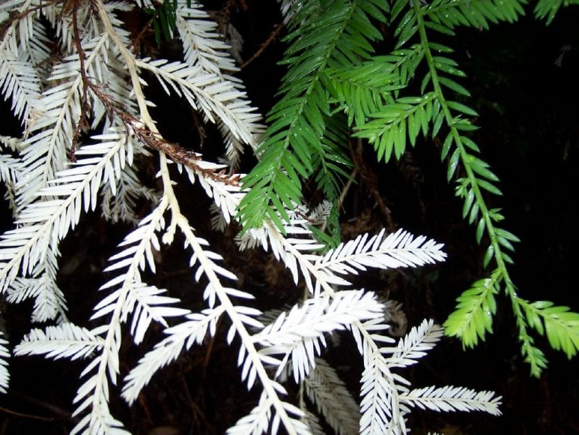 Planta sin clorofila, de color blanquecino