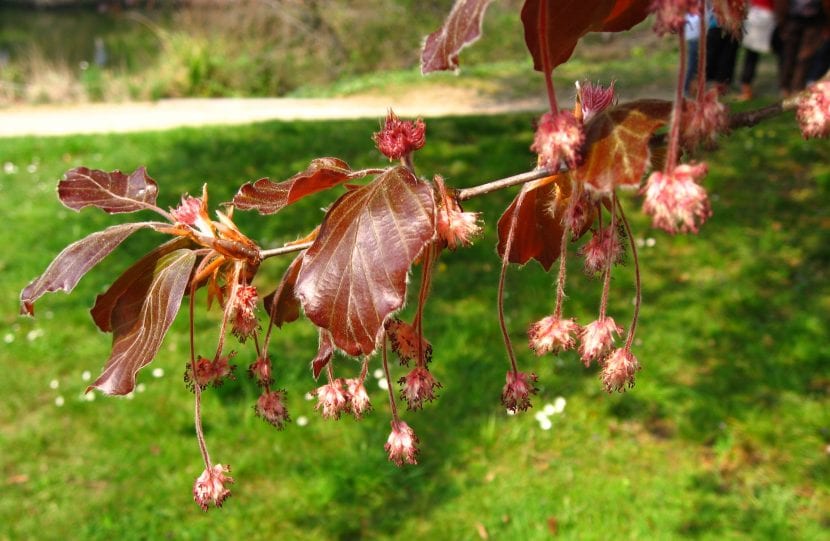 Flores de haya (Fagus sylvatica) sobre las ramas en primavera