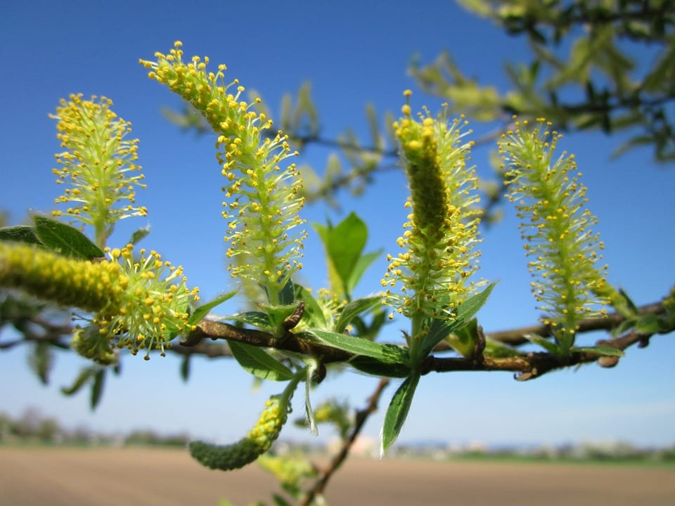 Amentos: qué son, qué plantas los tienen y para qué sirven