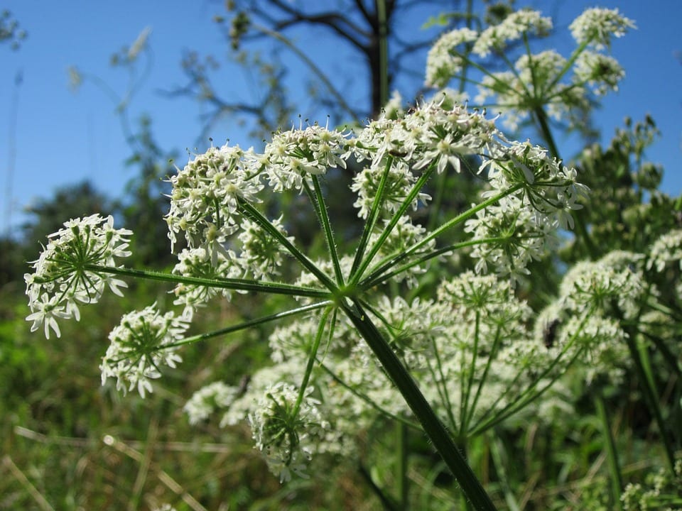 Apiaceae: características, especies y cultivo de las umbelíferas