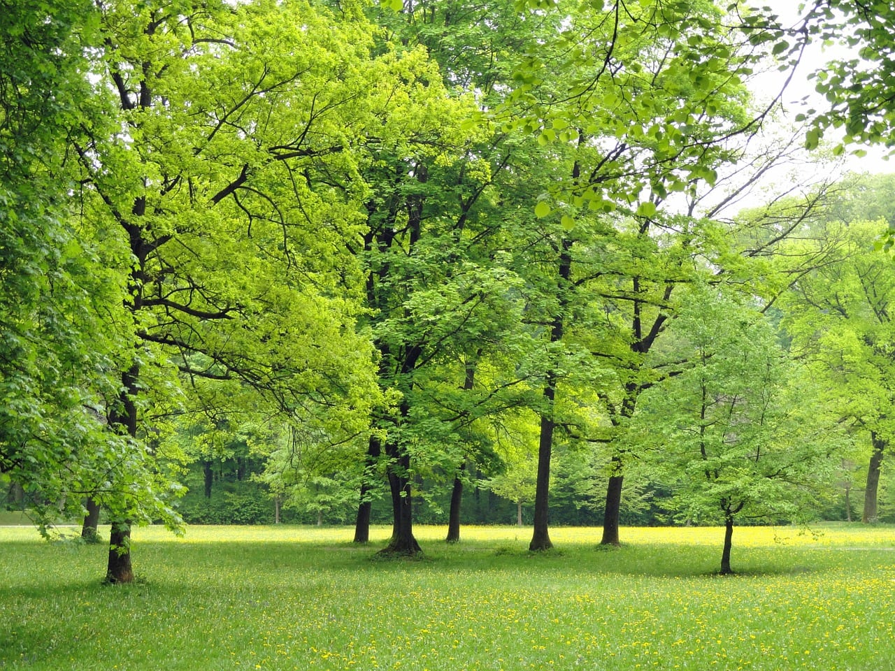 Arboricultura: qué estudia y cómo cuidar el arbolado
