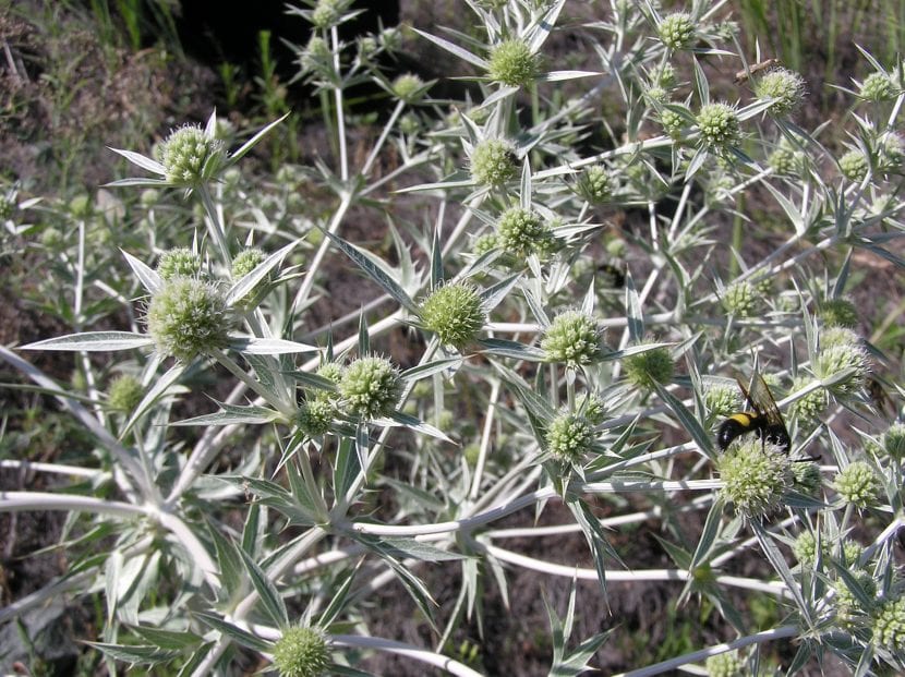 Cardo corredor, Eryngium campestre, en un pasto seco
