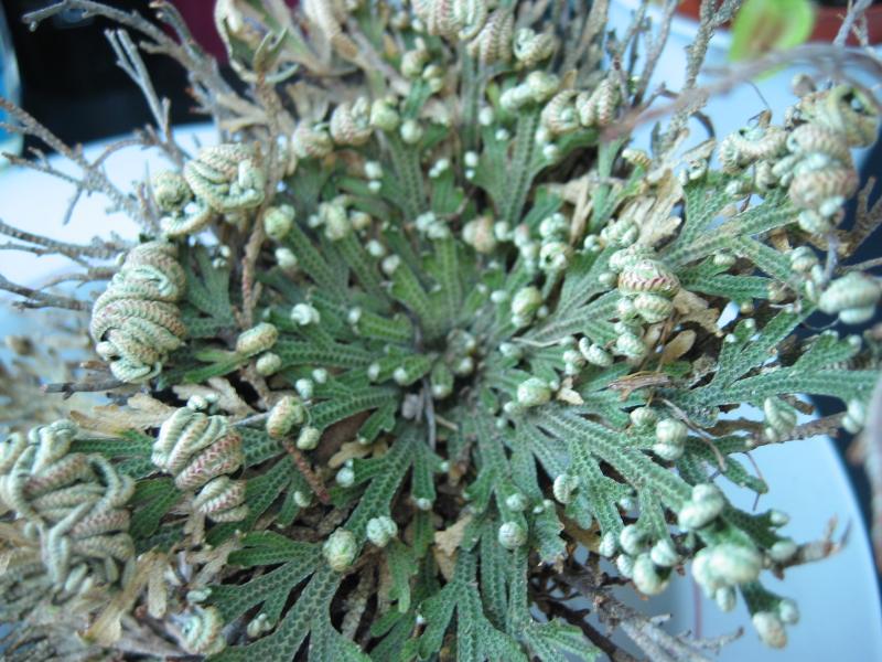 Selaginella lepidophylla, falsa rosa de Jericó, desplegada