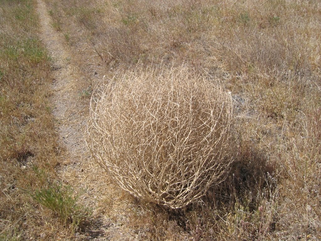 Bola del desierto: qué plantas ruedan y cómo cuidarlas