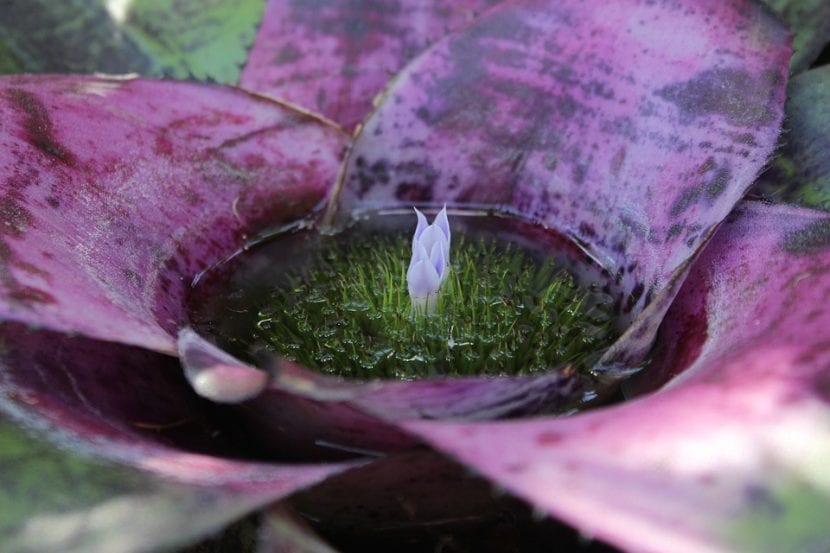 Bromelia con inflorescencia de brácteas coloreadas
