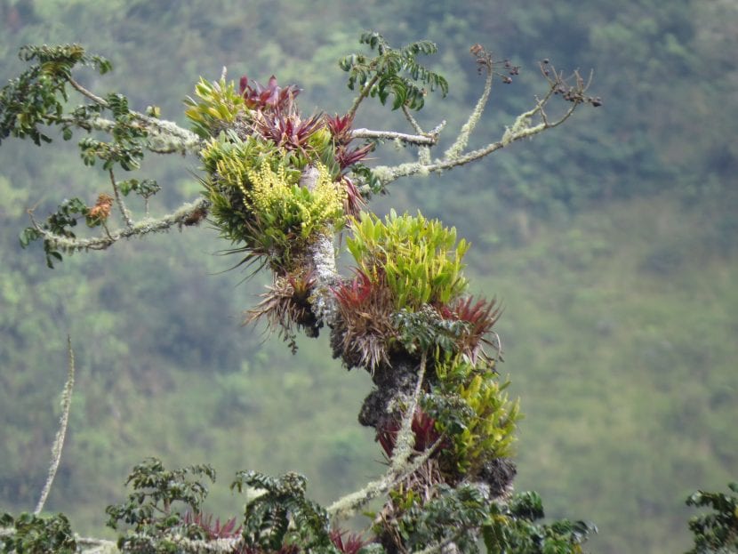 Bromelia creciendo como epífita en su hábitat natural
