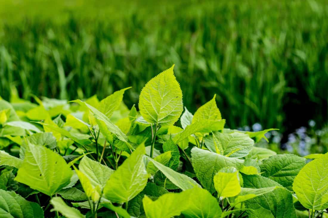 Calcio y magnesio en las plantas: función, carencias y remedios
