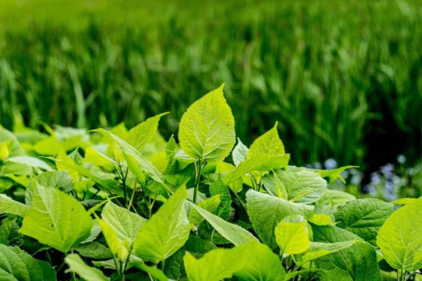 Plantas de huerto bien nutridas en un suelo equilibrado
