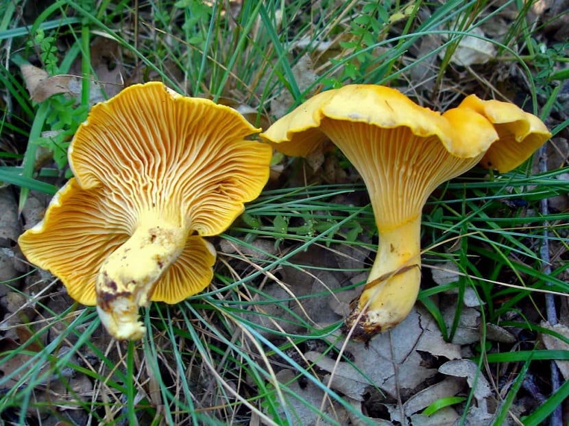 Rebozuelo (Cantharellus cibarius): identificación y hábitat