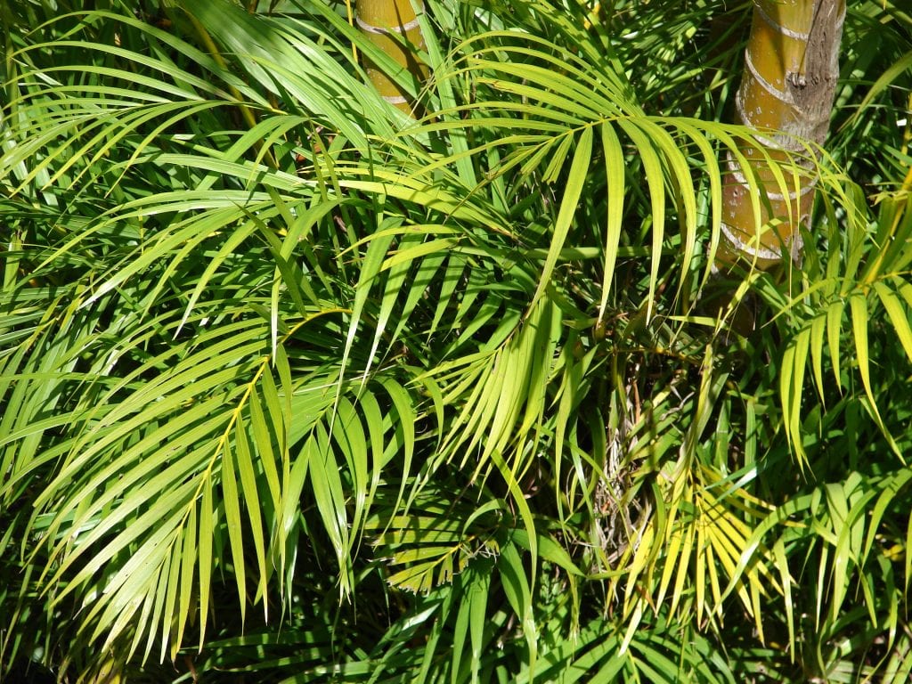 Características de las palmeras: estípite, hojas y raíces