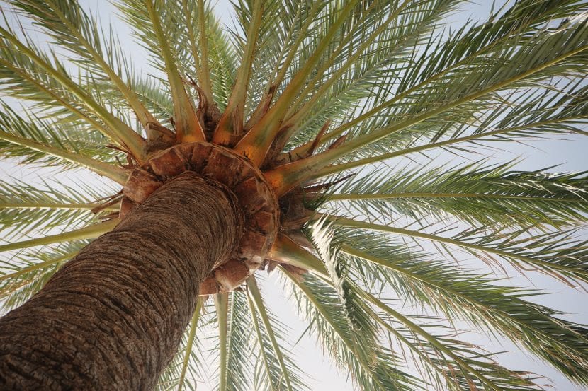 Ejemplar adulto de Phoenix dactylifera, la palmera datilera