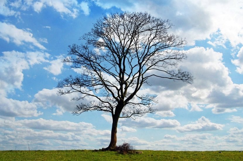 Árbol de hoja caduca sin hojas en invierno