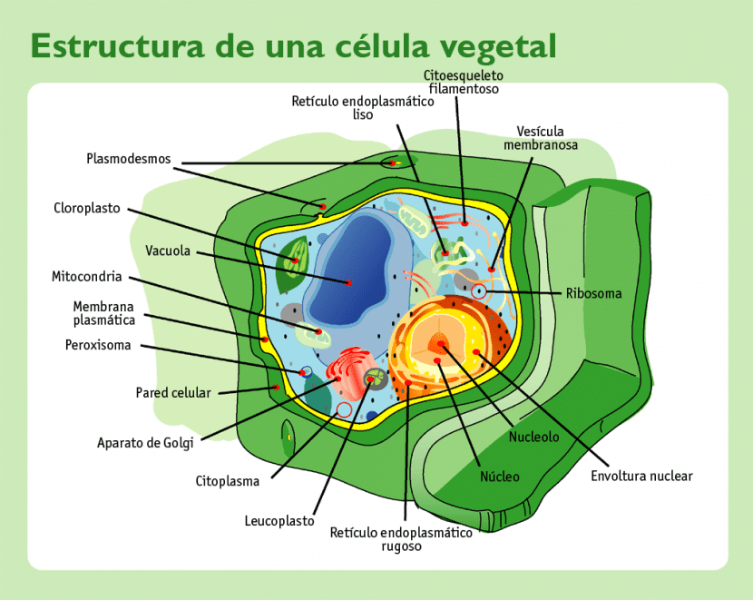 Esquema de la estructura de una célula vegetal con sus orgánulos