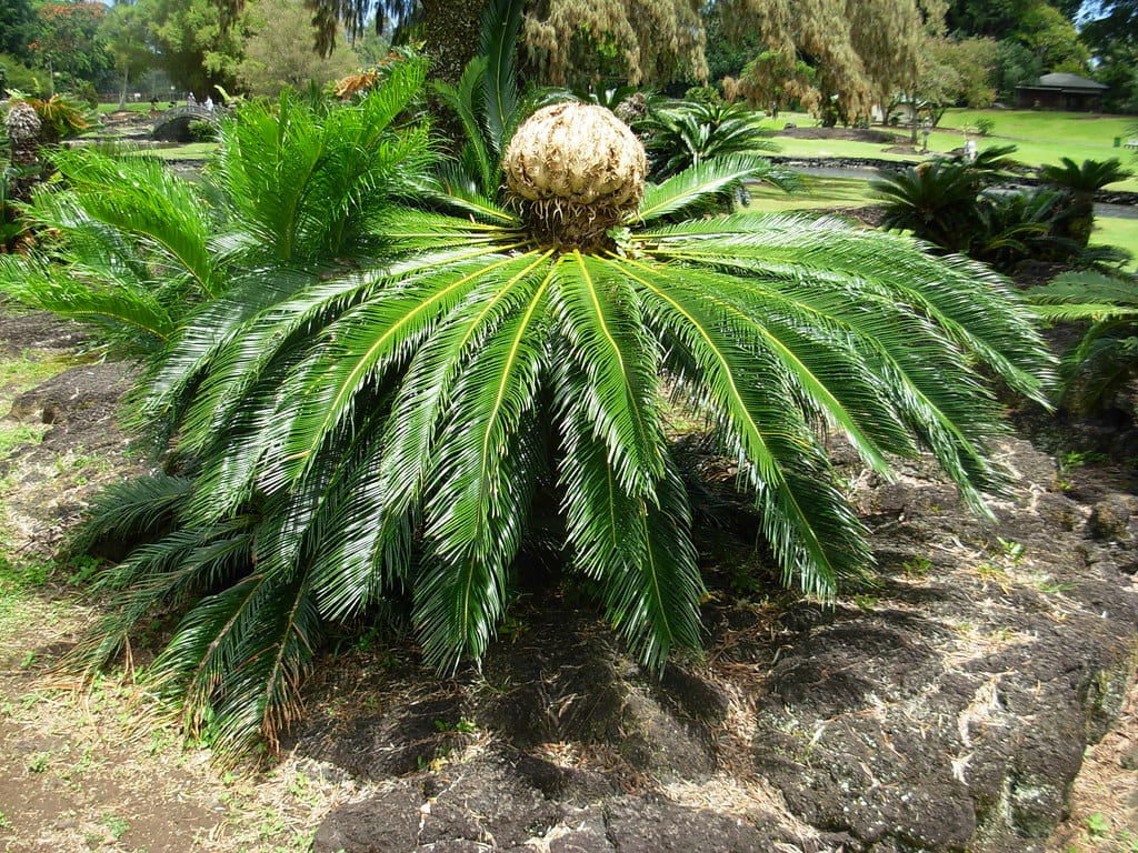 Cícadas: características, especies y cultivo en el jardín
