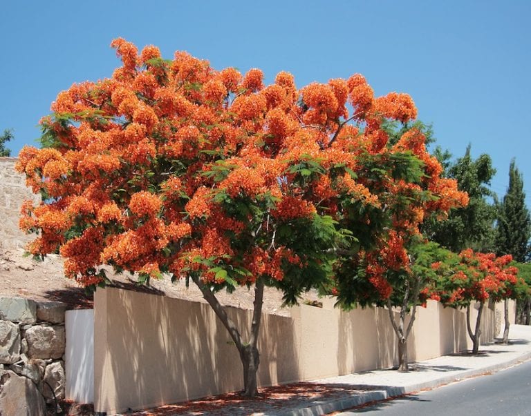Flor de Delonix regia, el flamboyán