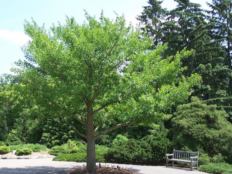 Hojas en abanico de Ginkgo biloba