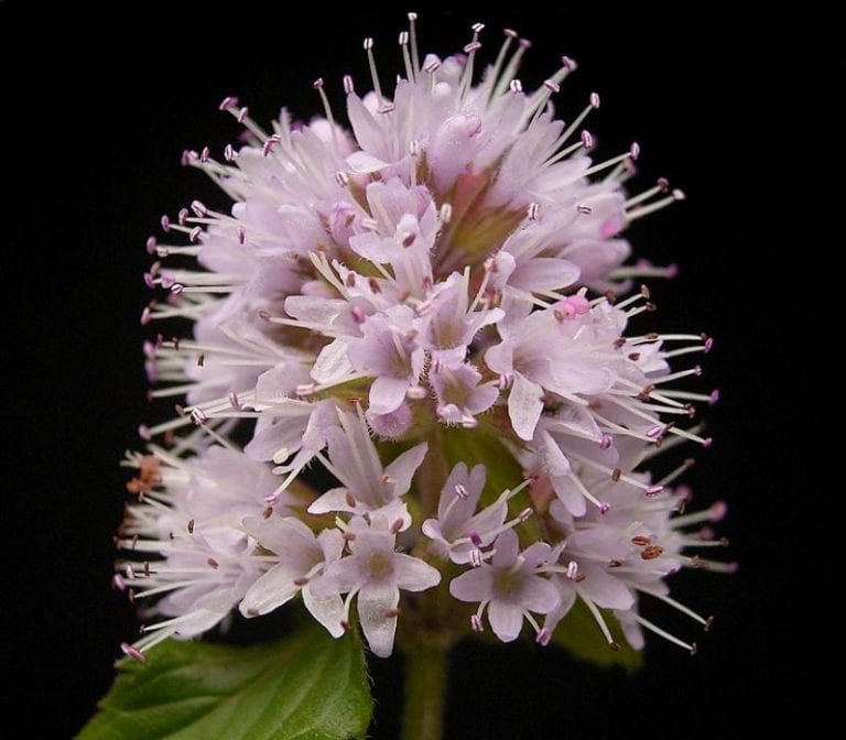 Inflorescencia de Mentha aquatica