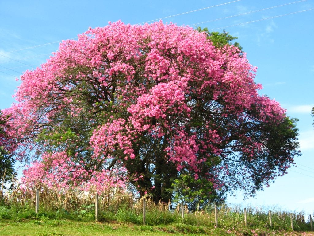 Nombre científico y nombre común de las plantas: guía