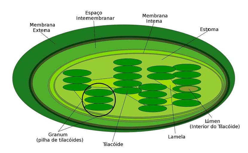 Esquema de una célula vegetal con sus cloroplastos