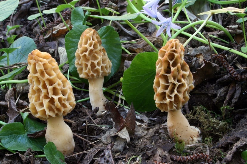 Colmenilla con el sombrero alveolado característico del género Morchella