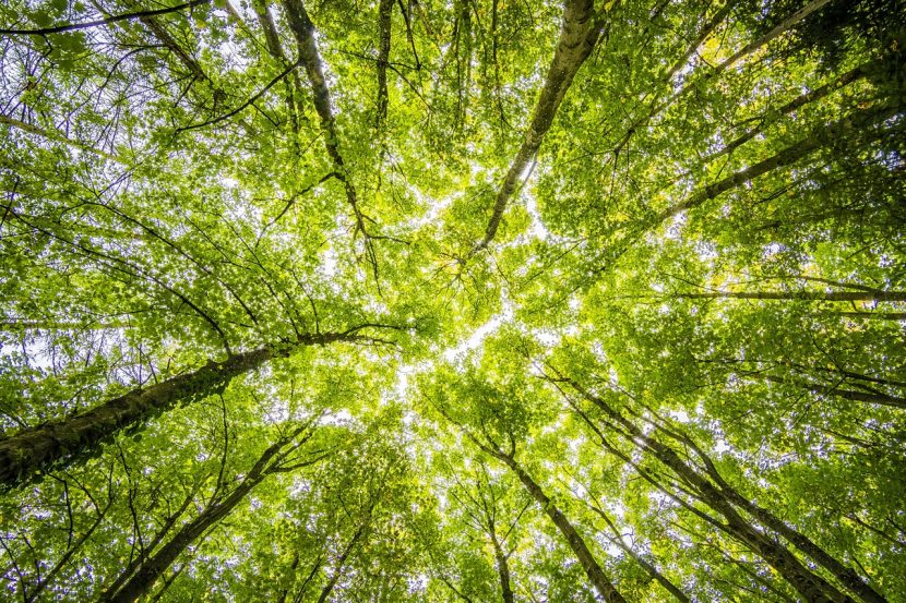 Bosque con luz filtrándose entre los árboles