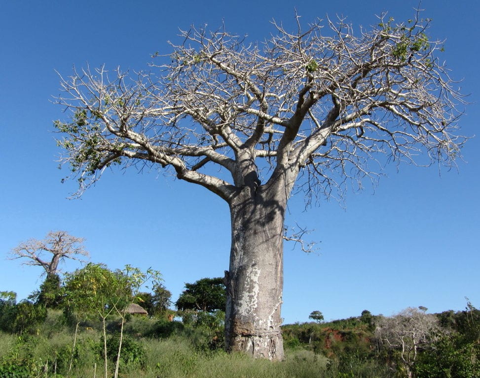 Baobab, árbol caducifolio que pierde la hoja en la estación seca