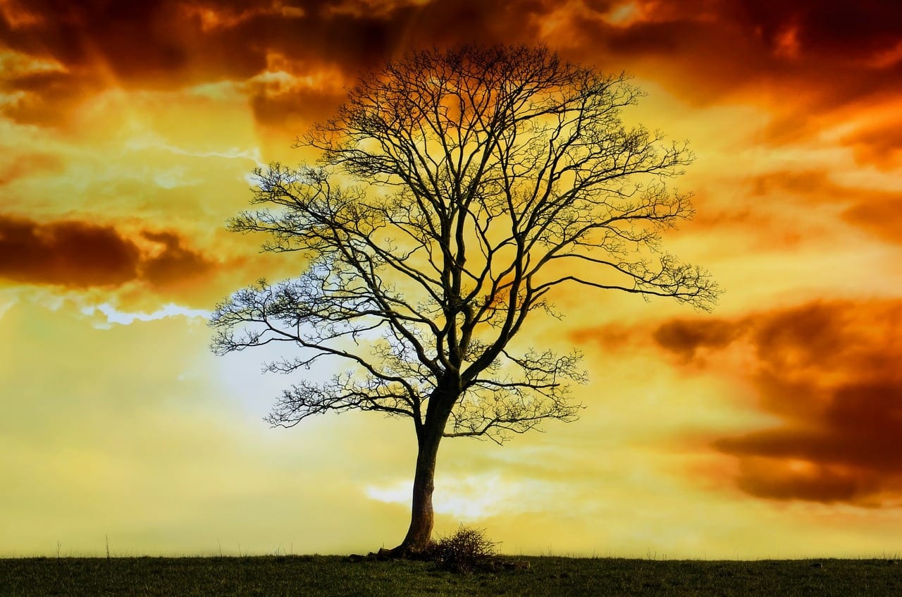 Cómo sobreviven las plantas caducas al invierno