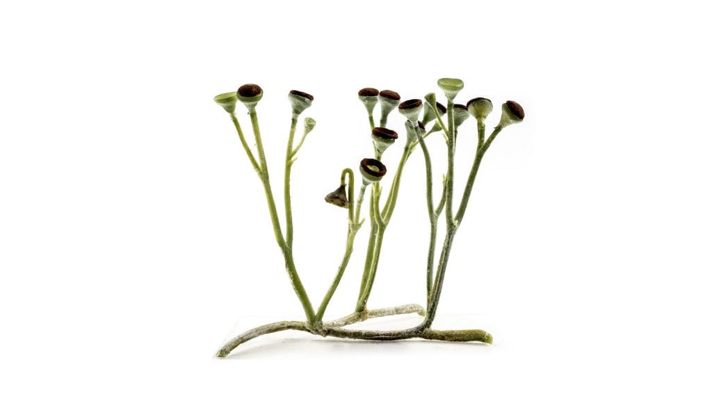 Cooksonia, la planta fósil que estrenó los vasos conductores