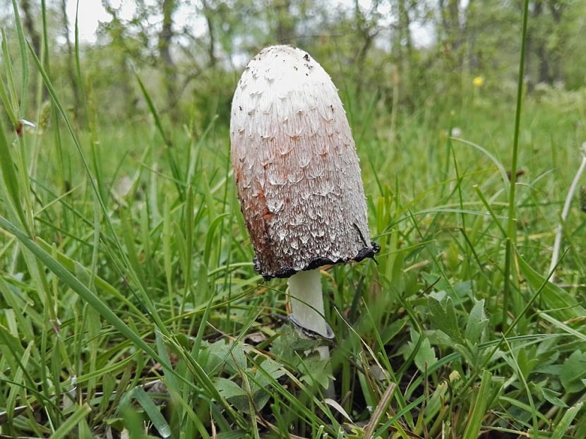 Ejemplares jóvenes de Coprinus comatus con el sombrero cerrado y escamoso