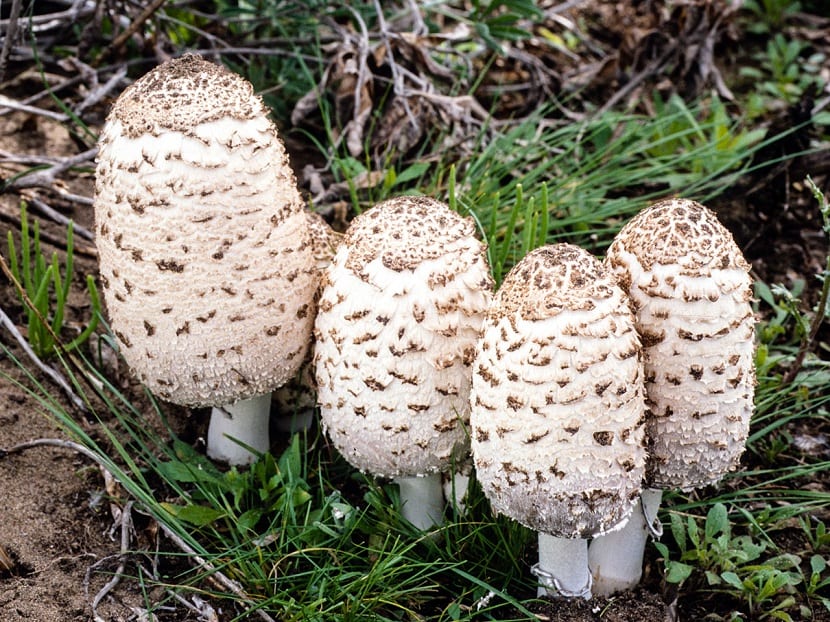 Coprinus comatus: identificar y cocinar la seta barbuda