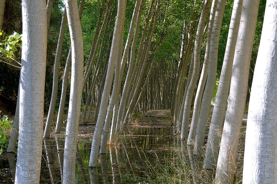 Corteza del árbol: partes, funciones y cuidados