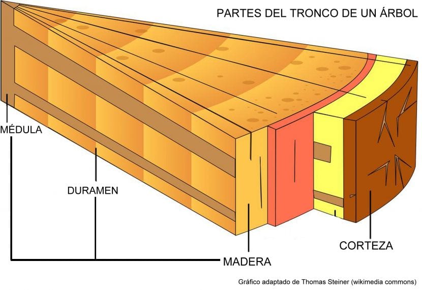 Esquema de las partes del tronco de un árbol: corteza, líber, cámbium, albura y duramen
