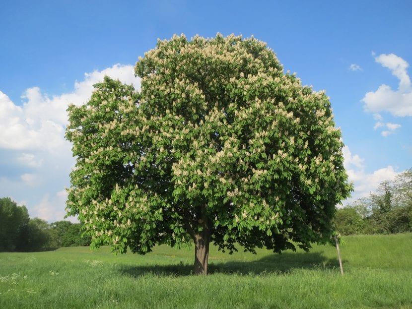 Castaño de Indias adulto, ejemplo de árbol de tronco único y copa elevada