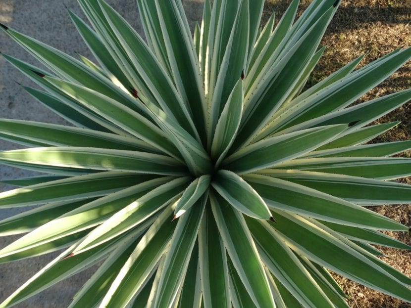 Agave variegada, planta suculenta de metabolismo CAM