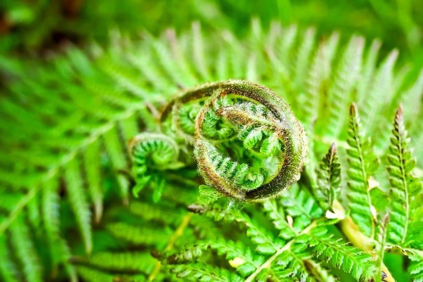 Fronde de helecho, planta vascular sin semilla