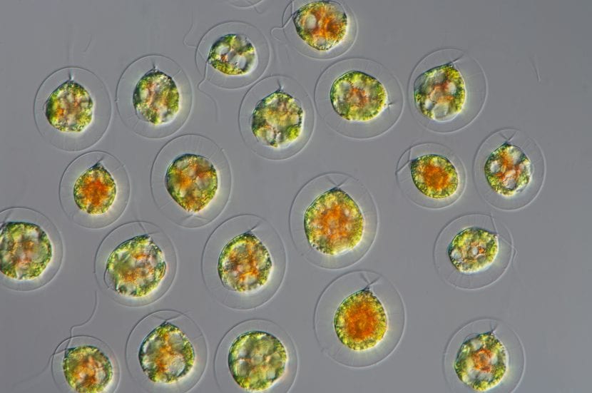 Microalgas verdes al microscopio