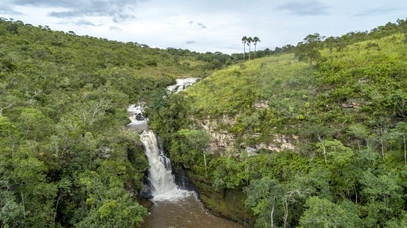 Vegetación densa de selva tropical, donde se concentra buena parte de la diversidad vegetal del planeta