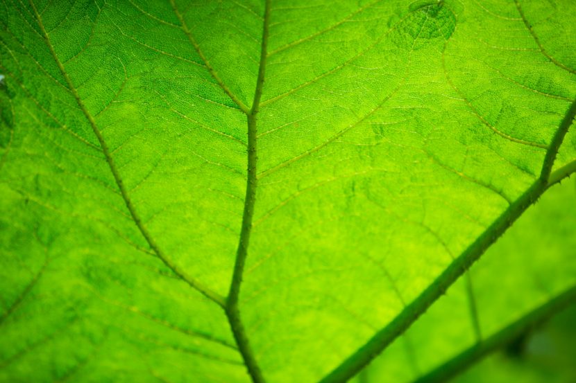 Hoja verde a contraluz mostrando su nerviación