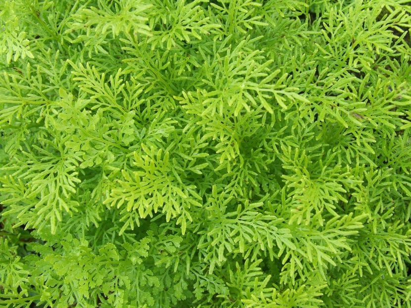Frondes de helecho desplegadas