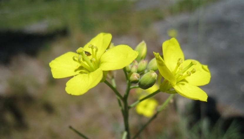 Diplotaxis muralis: cómo reconocer y cultivar el jaramago