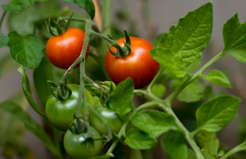Tomatera en producción, perenne de origen cultivada como anual