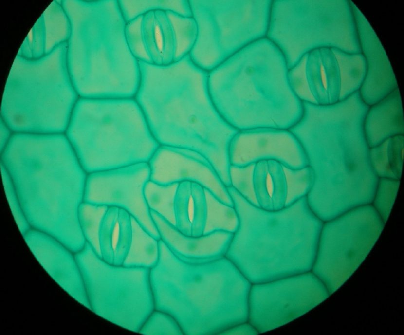Estomas de una hoja vistos al microscopio